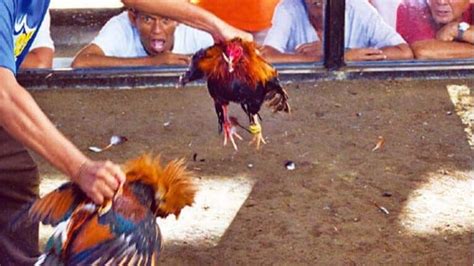sabong wordwide|sabong philippines full fight.